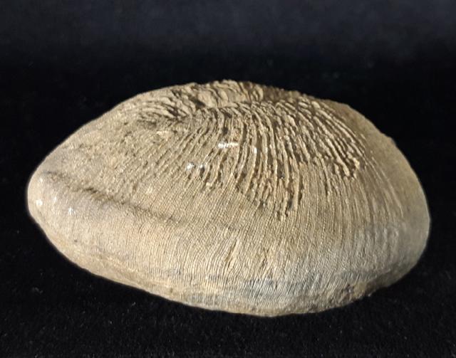 Cyclolites sp. (LAMARCK 1801) - Bild © FossNet FossilienStore